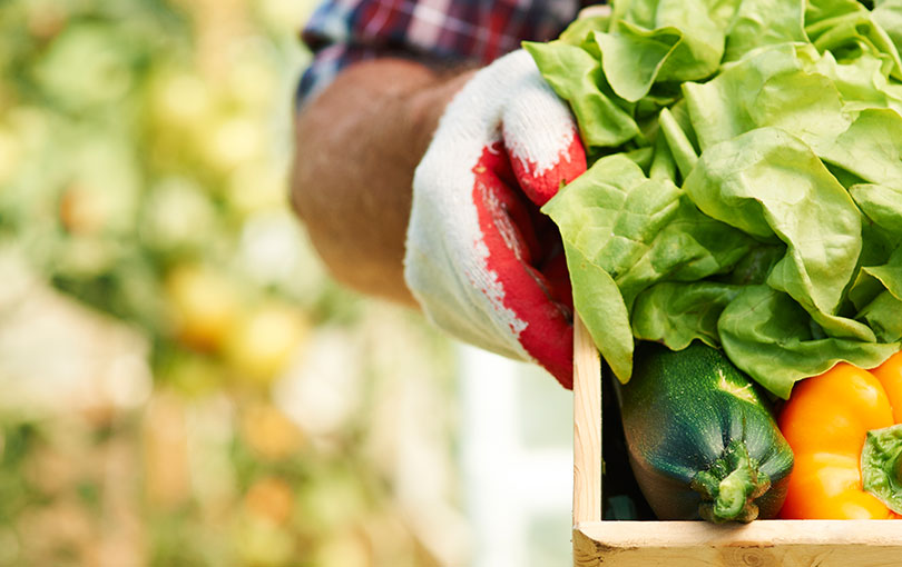 Um cuidado especial na hora de escolher e colher, sempre se preocupando com transporte e manuseio das verduras